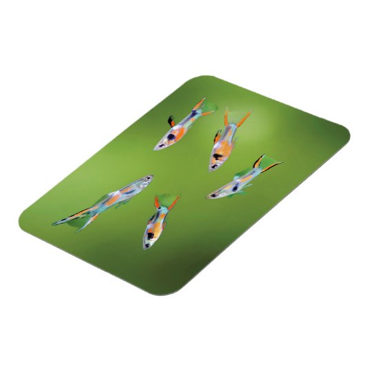Wild Guppy Magneet (Linkerzijde)