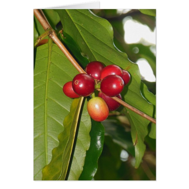 Wild Hawaiian Coffee Cherries (Voorkant)