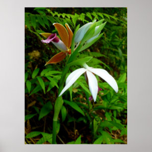 Wild Hawaiian Orchids Poster