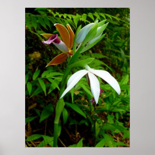 Wild Hawaiian Orchids Poster (Voorkant)
