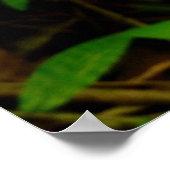 Wild Hawaiian Orchids Poster (Hoek)