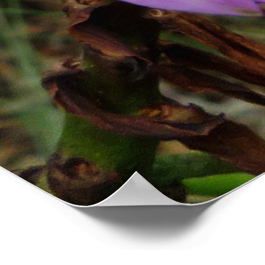 Wild Hawaiian Orchids Poster (Hoek)