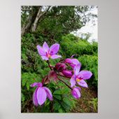 Wild Hawaiian Orchids Poster (Voorkant)