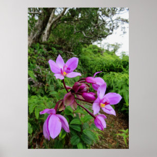 Wild Hawaiian Orchids Poster