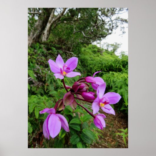 Wild Hawaiian Orchids Poster (Voorkant)