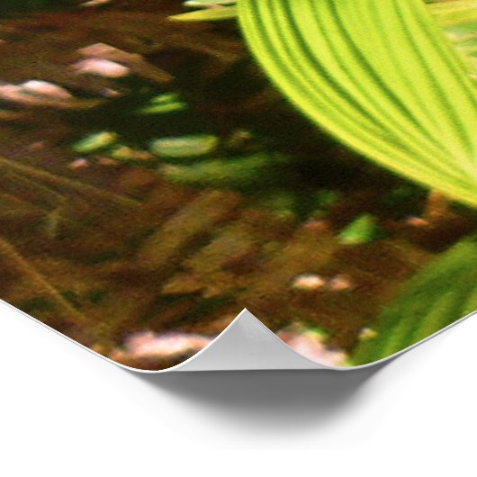 Wild Hawaiian Orchids Poster (Hoek)