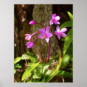 Wild Hawaiian Orchids Poster
