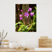 Wild Hawaiian Orchids Poster (Keuken)