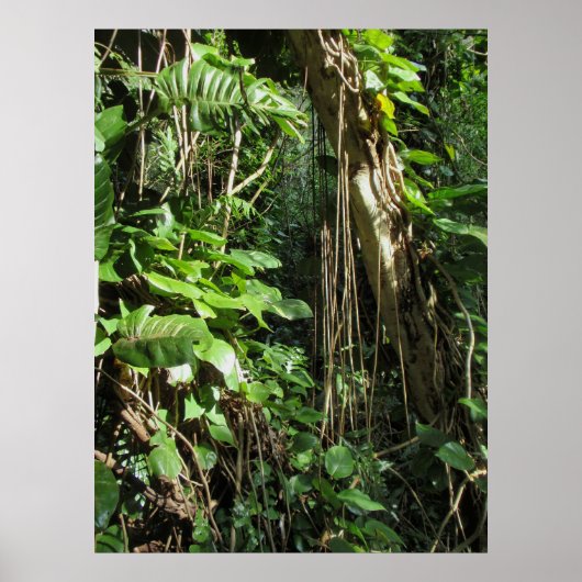 Wild Hawaiian Philodendrons Poster (Voorkant)