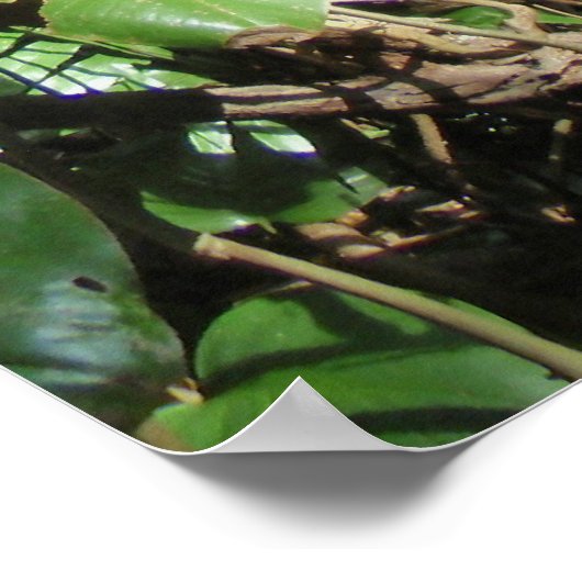 Wild Hawaiian Philodendrons Poster (Hoek)