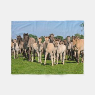 Wild Herd Grullo Colored Dulmen Horses Foals - Fleece Deken