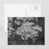 "Wild Hog Weed" Briefkaart (Voorkant / Achterkant)