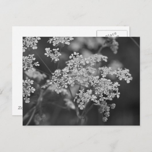 "Wild Hog Weed" Briefkaart (Voorkant / Achterkant)