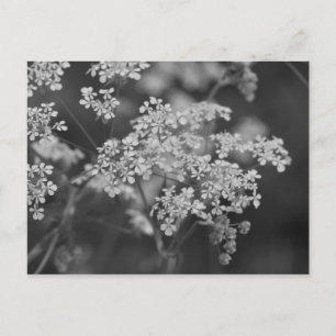 "Wild Hog Weed" Briefkaart