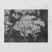 "Wild Hog Weed" Briefkaart (Voorkant)