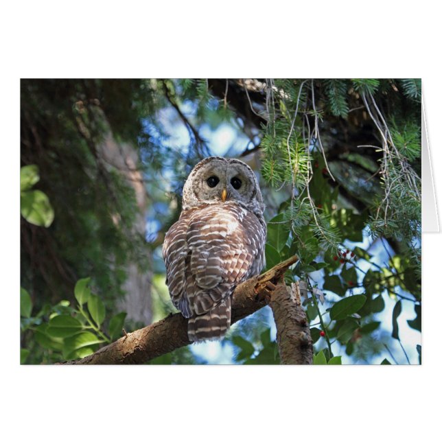 Wild Hoot Owl Staring in Forest (Voorkant Horizontaal)