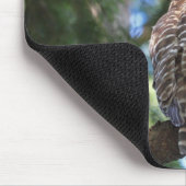 Wild Hoot Owl Staring in Forest Muismat (Hoek)