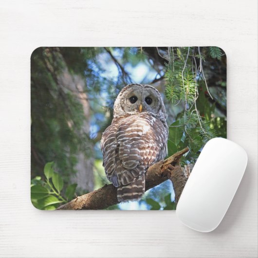 Wild Hoot Owl Staring in Forest Muismat (Met muis)