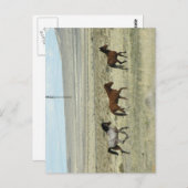 Wild Hore Studs Briefkaart (Voorkant / Achterkant)