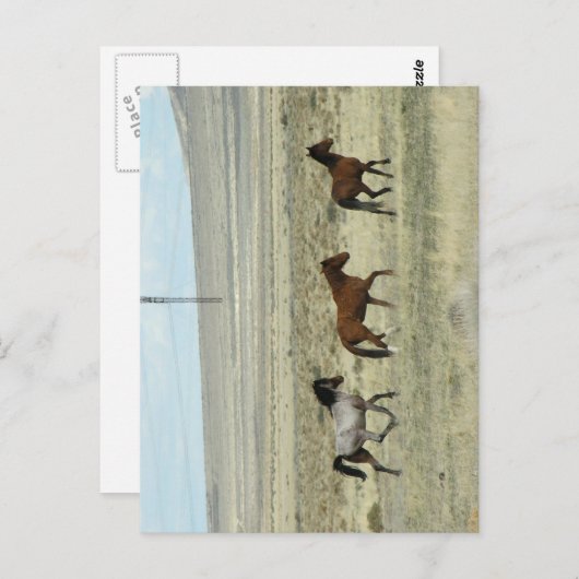 Wild Hore Studs Briefkaart (Voorkant / Achterkant)