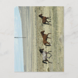 Wild Hore Studs Briefkaart