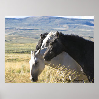 Wild Horse Black en White band print poster