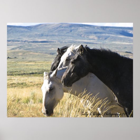 Wild Horse Black en White band print poster (Voorkant)