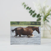 Wild Horse Briefkaart (Staand voorkant)