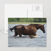 Wild Horse Briefkaart (Voorkant / Achterkant)