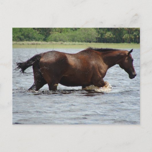 Wild Horse Briefkaart (Voorkant)