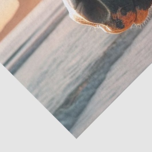 Wild Horse Chincoteague Island Decoupage papier (Detail)