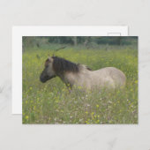 Wild Horse in Bloemenveld DIY Briefkaart (Voorkant / Achterkant)