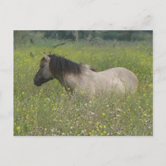 Wild Horse in Bloemenveld DIY Briefkaart (Voorkant)