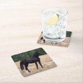 Wild Horse Kartonnen Onderzetters (Insitu)