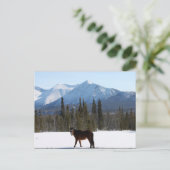 Wild Horse op Alaska Highway Briefkaart (Staand voorkant)