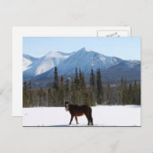 Wild Horse op Alaska Highway Briefkaart (Voorkant / Achterkant)