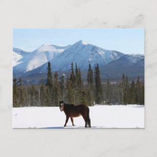 Wild Horse op Alaska Highway Briefkaart