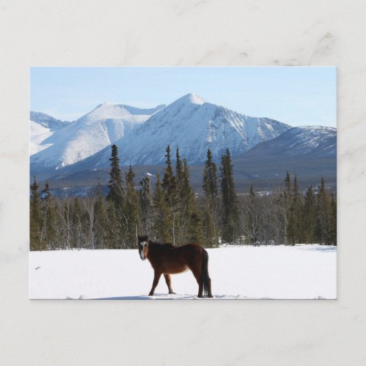 Wild Horse op Alaska Highway Briefkaart (Voorkant)