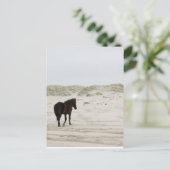Wild Horse op Corolla Beach Briefkaart (Staand voorkant)