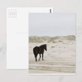 Wild Horse op Corolla Beach Briefkaart (Voorkant / Achterkant)