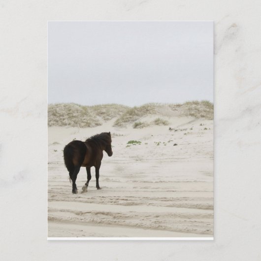 Wild Horse op Corolla Beach Briefkaart (Voorkant)