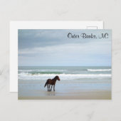 Wild Horse Outer Banks Corolla NC Briefkaart (Voorkant / Achterkant)