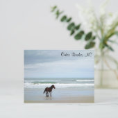 Wild Horse Outer Banks Corolla NC Briefkaart (Staand voorkant)