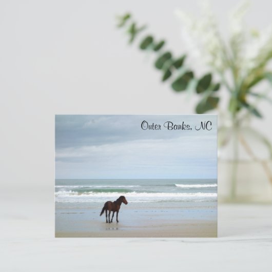 Wild Horse Outer Banks Corolla NC Briefkaart (Staand voorkant)