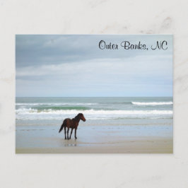 Wild Horse Outer Banks Corolla NC Briefkaart