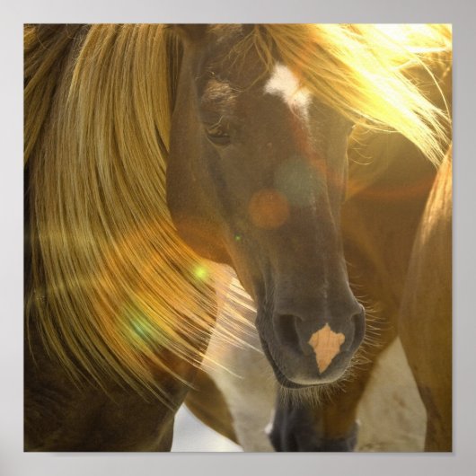 Wild Horse Photo Poster Print (Voorkant)