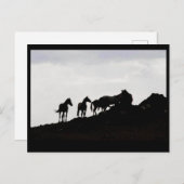Wild Horse Postcard Briefkaart (Voorkant / Achterkant)