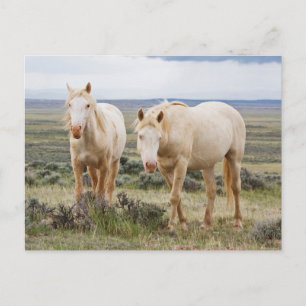 Wild Horse Roaming op de Priaïre van Cody Briefkaart
