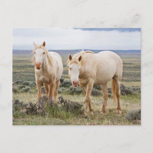 Wild Horse Roaming op de Priaïre van Cody Briefkaart (Voorkant)