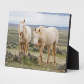 Wild Horse Roaming op de Priaïre van Cody Fotoplaat (Zijkant)